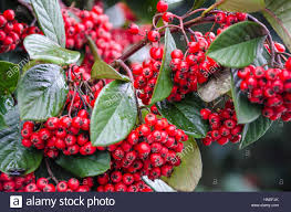 Rote Beeren Auf Eine Zwergmispel Pflanze Im Spaten Winter Stockfotografie Alamy