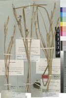 Image result for Moraea simulans