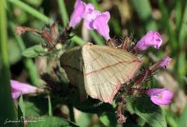 Image result for Timandra comae