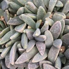 Image result for Hereroa glenensis