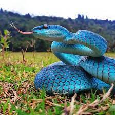 Blue Snake Spitting Pet Snake Snake Pretty Snakes