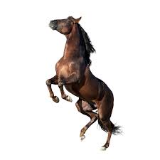 Brown Andalusian Horse Isolated On White Andalusian Horse Horses Black Horses