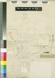 Image result for Angraecopsis gracillima