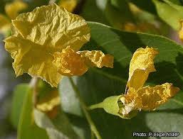 Image result for Pterocarpus lucens