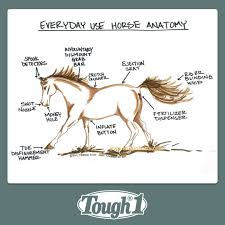 Horse Humor Funny Horses Horse Anatomy Laugh Out Loud