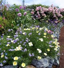 Maybe you would like to learn more about one of these? Annie S Annuals And Perennials Retail And Online Nursery Buy Plants And Flowers Plants Buy Plants Perennials