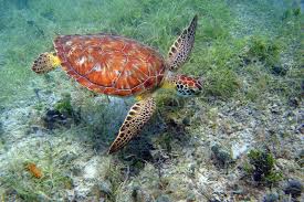 By 2012 that number had grown to almost half a million. Virgin Islands National Park Is One Of The Very Best Things To Do In U S Virgin Islands