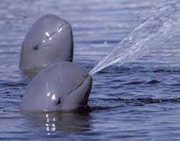 Irrawaddy Dolphin Dolphins Marine Animals Animals Beautiful