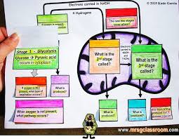 Mrs G S Classroom Cellular Respiration Jump Into The Mitochondrion Foldable Teaching Biology Biology Experiments Cellular Respiration