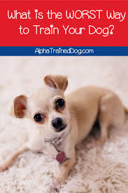 Pin On Dog Training