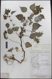 Image result for Acalypha brachystachya