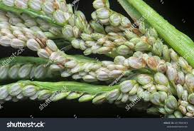 Image result for Paspalum conjugatum