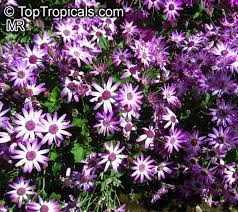 Image result for Pericallis hybrida