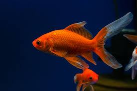 Goldfish Love To Eat Live Plants But There Are Some That Can Survive In A Tank With These Fish Find Out What Plants Comet Goldfish Goldfish Goldfish Aquarium
