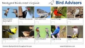 Read about birds in winter here. Top 20 Backyard Birds In West Virginia Free Picture Id Printable Bird Advisors