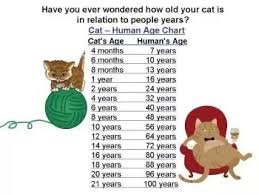 With this you can get the answer for your question how old is my cat. My Cat Is 10 Years Old Is That Old For A Cat Quora