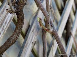 Dormant Pruning For Wisteria Wisteria Pruning Wisteria Prune