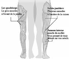 Les cuisses sont composées à l'avant de quatre muscles principaux. Exercices D Etirement Pour Le Bas Du Corps Sports Et Sante