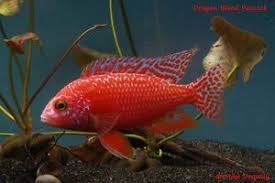 Pin On Malavi Aulonocara