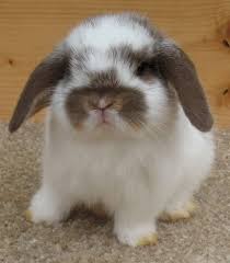 These ears make the rabbits extremely lovable why choose a lop eared bunny? Welcome To Our Holland Lop Rabbitry Bunnylops Cute Baby Animals Pet Bunny Cute Bunny Pictures