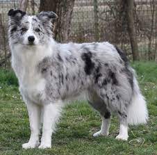 Pin Oleh Theresa Wolf Di Border Collies