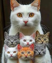 CATS & DOGS LOVERS ❤