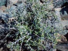 Image result for Grewia holtzii