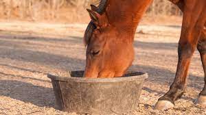 They may consume around 20 pounds of hay in just one day! Feeding For Weight Gain The Horse Owner S Resource