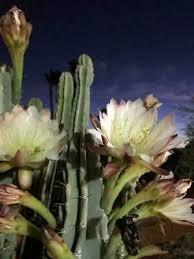 Night blooming peruvian apple cactus cereus peruvianus cuttings. Kakteen Sukkulenten Cereus Peruvianus Montrose Night Blooming Cactus Fig Edible Fruit Seed 100 Seeds Garten Terrasse