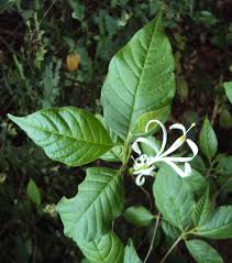 Image result for Turraea robusta