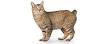 American Bobtails for Sale | Cats on Oodle Classifieds