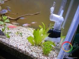 Didalamnya bisa kita isi dengan berbagai ikan yang cocok untuk aquarium bulat seperti ikan guppy, ikan koki, ikan cupang, ikan black ghost, ikan platy dan lain sebagainya sesuai dengan ikan kesukaan kita. Jual Hot Mini Bio Filter Untuk Aquarium Mini Dan Fish Bowl Di Lapak Ciara Collect Bukalapak