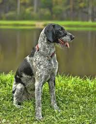 Dogs for sale in new zealand. The Willful Stubborn German Wirehaired Pointer Temperament And More