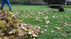 Aug 14, 2019 · fall grass lawn fertilizer if you're not a fan of raking leaves, then consider investing in a mulching mower. Gardener Man Rake Fall Leaves Stock Footage Video 100 Royalty Free 18164788 Shutterstock