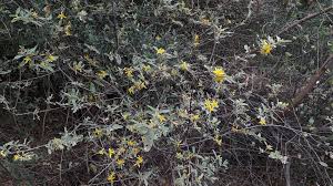 Image result for Grewia flava