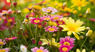 Olá, primavera!