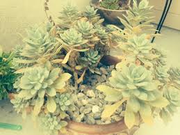 Maybe you would like to learn more about one of these? What S Wrong With My Rock Purslane
