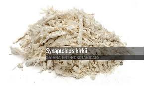 Image result for Synaptolepis