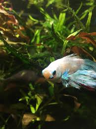 What Is This Lump On His Face Bettafish