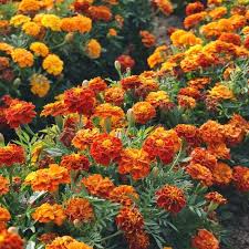 Check spelling or type a new query. Sparky Mix French Marigold Seeds Bulk Flower Seeds Bulk Seed Store