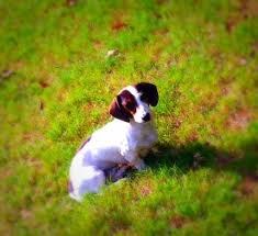 Browse thru thousands dachshund dogs for adoption in florida, usa area listings on puppyfinder.com to. 99 Chihuahua Dachshund Mix Brown And White L2sanpiero