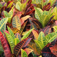 Image result for Croton