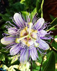 My Favorite Flower Is Blooming In My Garden Passionflower Passion Flower Bloom Flowers