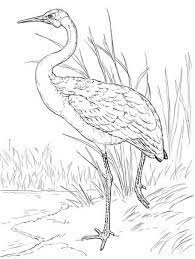 Australian Brolga Coloring Page Supercoloring Com Animal Templates Bird Coloring Pages Bird Drawings
