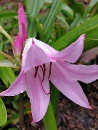 Image result for Crinum subcernuum