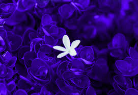 Maybe you would like to learn more about one of these? Violet Flowers Wallpaper Violet Flower Flowers Violet