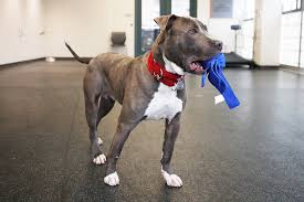 Maybe you would like to learn more about one of these? Portland Aspca