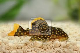 Very beautiful and active plecos! Golden Nugget Pleco Wels Plecostomus L 018 Wandsticker Wels Sauger Esser Myloview De