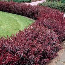 Rose Glow Barberry Shrub Shade Garden Front Landscaping Backyard Landscaping