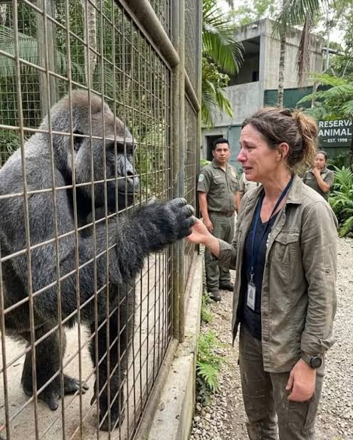 A Silverback Gorilla Stared at Me While I Saved His Baby — What Happened  Next Changed Everything I Believed About Trust, Fear, and the Hidden Heart  of Wild Animals The largest animal